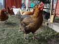 2013-0202-1410_Chicken_5C